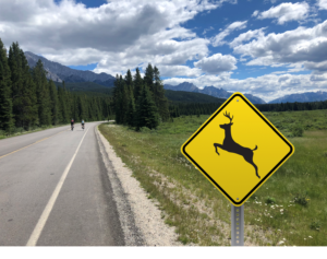 Deer crossing road sign 