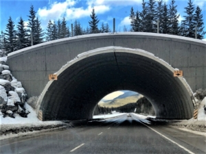 wildlife crossings in Banff 