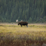 Moose near Canmore