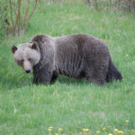 Canmore Grizzly Bear