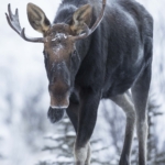 Winter Moose Canmore