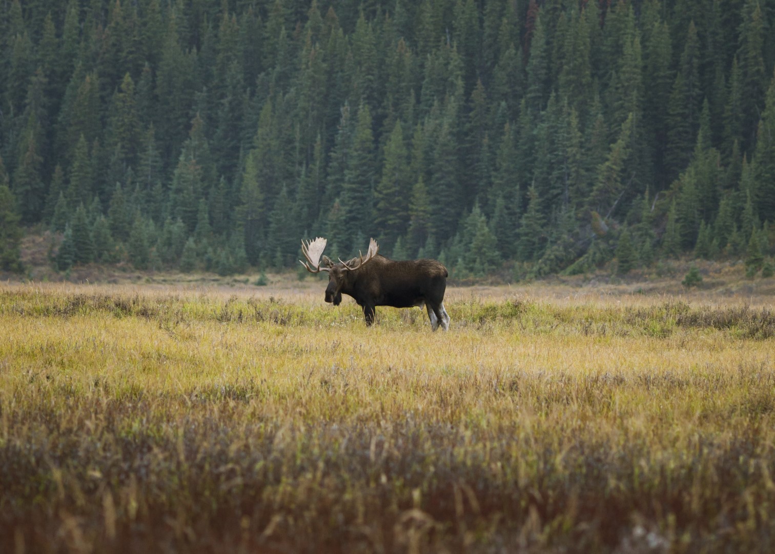 moose in the Canadian Rockies