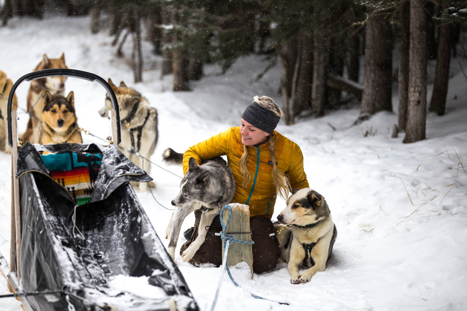 Dog Sledding in Canmore