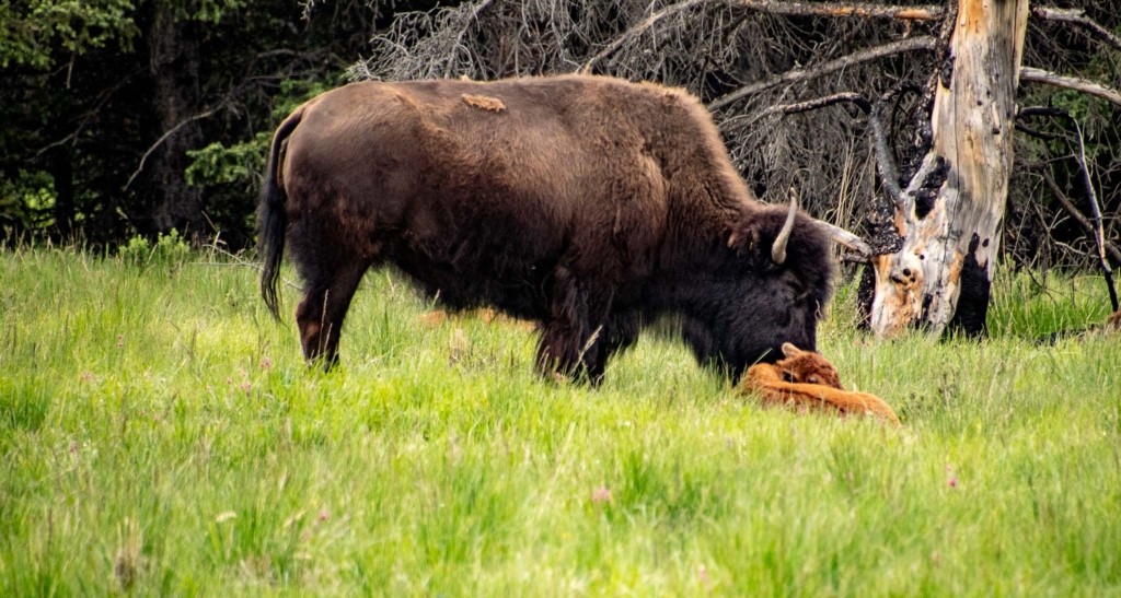 bison and calf closeup