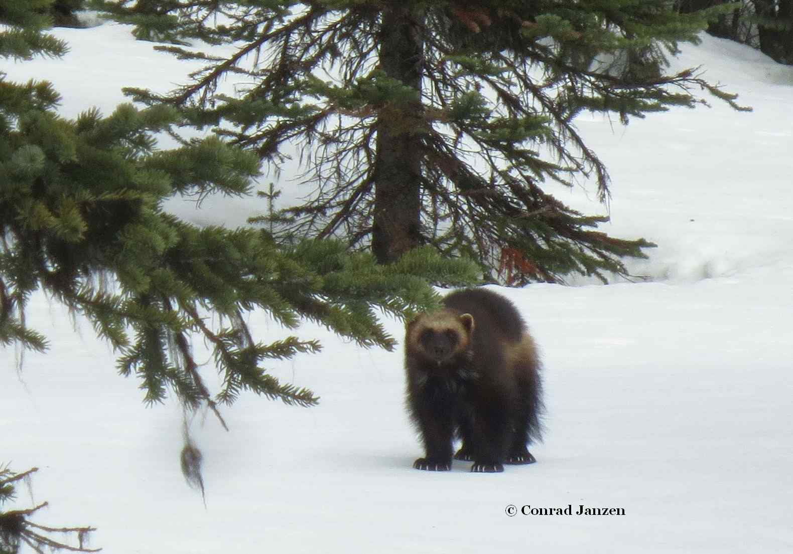 A wolverine standing alert on snow beneath a spruce tree in winter.