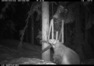 Two wolverines visiting a winter research station at night; one climbs the structure while another stands below.