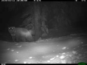 A wolverine photographed at night by a trail camera, its eyes glowing in the infrared light.