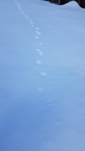 A line of fresh wolverine tracks leading uphill across a wide, snow-covered slope.