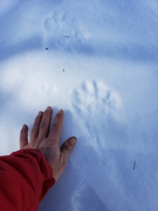 A person’s hand placed next to a large wolverine track pressed into soft snow.